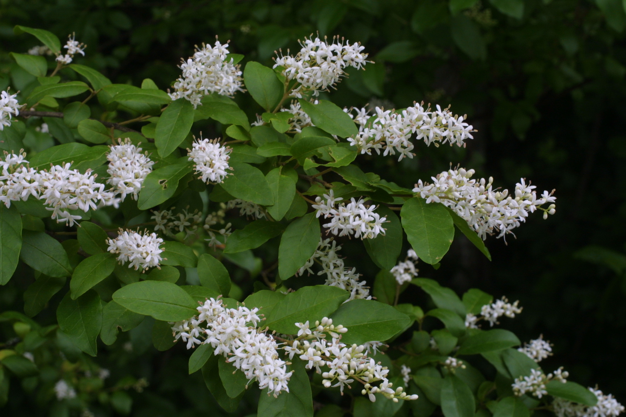 common privet 